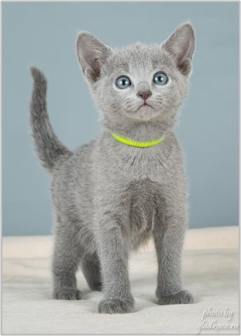Руский голубой котенок, Бастиан. 2,5 месяца
