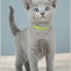 Руский голубой котенок, Бастиан. 2,5 месяца