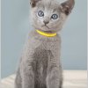 Bianka                                  русский голубой котенок