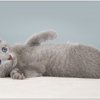 Сorsair                                русский голубой котенок