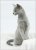 Rikki-Tikki-Tavi